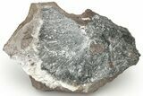 Metallic, Needle-Like Pyrolusite Crystals - Morocco #218088-1